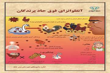 آنفلوانزا مرغی